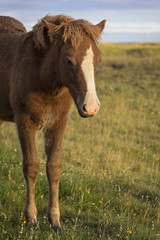 Fototapeta premium Foal, standing in a meadow on the south coast of Iceland