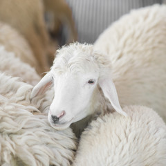 Naklejka premium White sheep in the farm