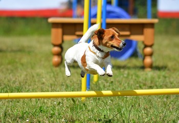 kleiner Jack russell Terrier macht Agility auf dem Platz