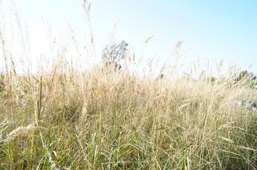 Sommer Graslandschaft