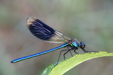 Banded demoiselle