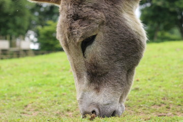 Obraz premium donkey