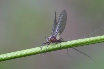 Mayfly, also called shadfly or fishfly