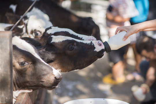 The calf is drinking milk from the feeder
