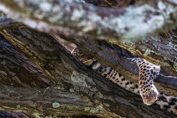 Big cat after lunch. Serengeti, Africa
