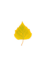 Bright birch leaf