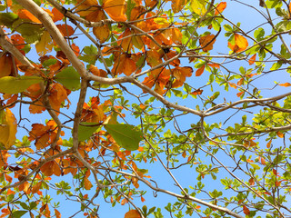 Orange Brown and Green Leaves and branches