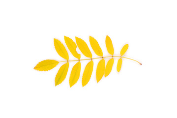 Yellow rowan leaves