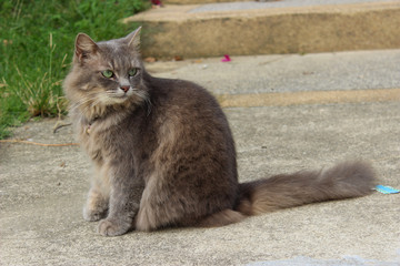 Thin gray cat is sitting on the street