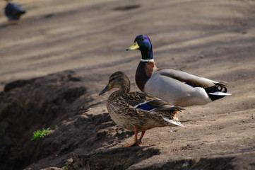 Two ducks are walking near the pond in the park