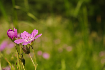 Close-up of pink cosmos flower on a field