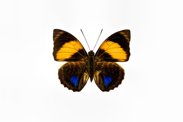 Fototapeta na wymiar Yellow blue and brown butterfly closeup isolated on a white back