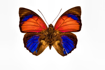 Orange yellow blue and brown butterfly closeup isolated on a whi