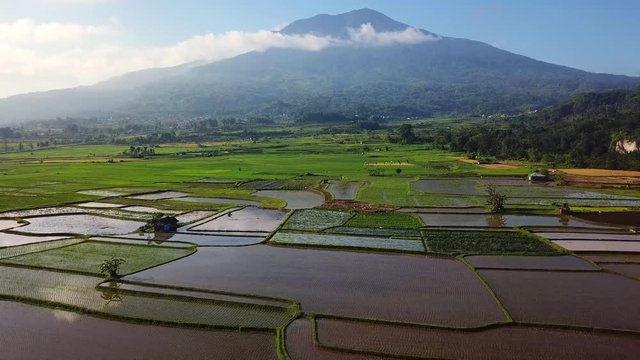 Drone approaches to rice field parts divided to plots by water channels and pathways,mount Singgalang view,Sumatra island,Indonesia,aerial 4K footage