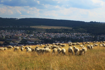 Schafherde in der Ostalb, Baden  Württemberg, Deutschland