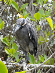 Yellow-crowned night heron, Nyctanassa violacea, Santa Cruz, Galapagos Islands, Ecuador