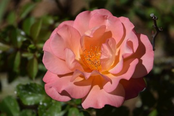 Yellow pink rose on natural background