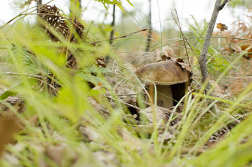 White mushroom in autumn forest