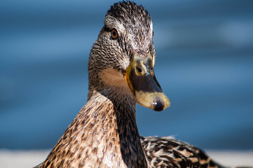 Duck looking straight at me