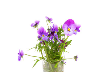 Naklejka na ściany i meble Pansies flowers in the vase