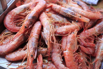 Fresh red shrimp