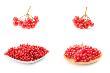 Collection of branches of viburnum on a white background cutout
