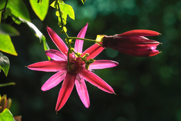 Close-up macro photo of a passion flower against blurred, dark natural background