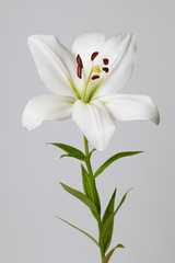 White lily isolated on a gray background.