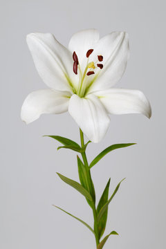 Fototapeta White lily isolated on a gray background.
