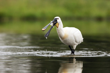 The Eurasian spoonbill or common spoonbill (Platalea leucorodia) with fish on the beak