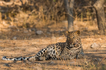 A leopard at Jhalana Forest, Jaipur, India