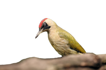The European green woodpecker (Picus viridis)on the branch