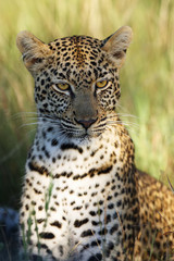 The African leopard (Panthera pardus pardus) young female portrait in the last morning light