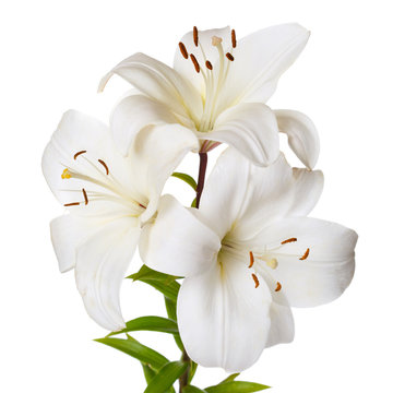 A bouquet of light lilies isolated on white background.