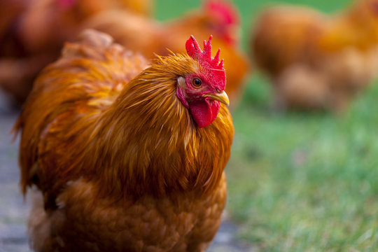a german cock portrait on green background