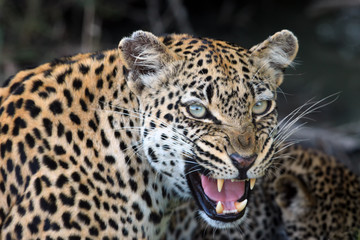 The African leopard (Panthera pardus pardus) young female portrait, female warns intruders in defending cubs