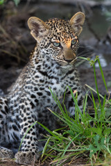 The African leopard (Panthera pardus pardus) the leopard cub is hidden in a shadowy bush and the sun is shining on his face