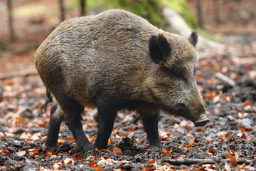The wild boar (Sus scrofa), also known as the wild swine or Eurasian wild pig in the forest