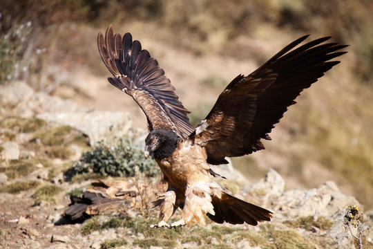 The bearded vulture (Gypaetus barbatus), also known as the lammergeier or ossifrage on the feeder, landing subadult individual