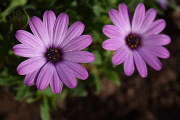 Flower on natural background,beautiful, out of my garden