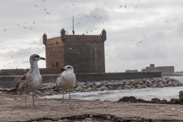 Sqala du Port, a defensive tower at the fishing port of Essaouira, Morocco.