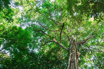 Fototapeta premium Green forest trees ,in nature with sunlight background.