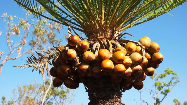 a fruiting cycad (cycas armstrongii) in litchfield national park
