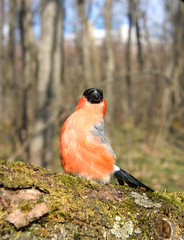 The bullfinch with a red breast