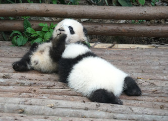 Fototapeta premium Baby panda playing and sleeping outside
