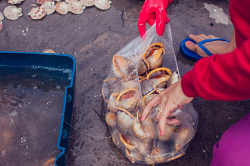 snail  shell with shellfish at seafood market.