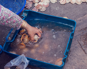 snail  shell with shellfish at seafood market.