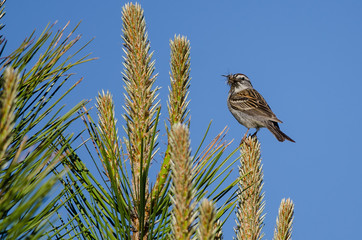 Sparrow Perched High in Evergreen Tree with Mouth Full of Insects