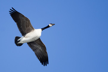 Obraz premium Canada Goose Flying in a Blue Sky