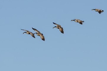 Flock of Canada Geese Flying in a Blue Sky